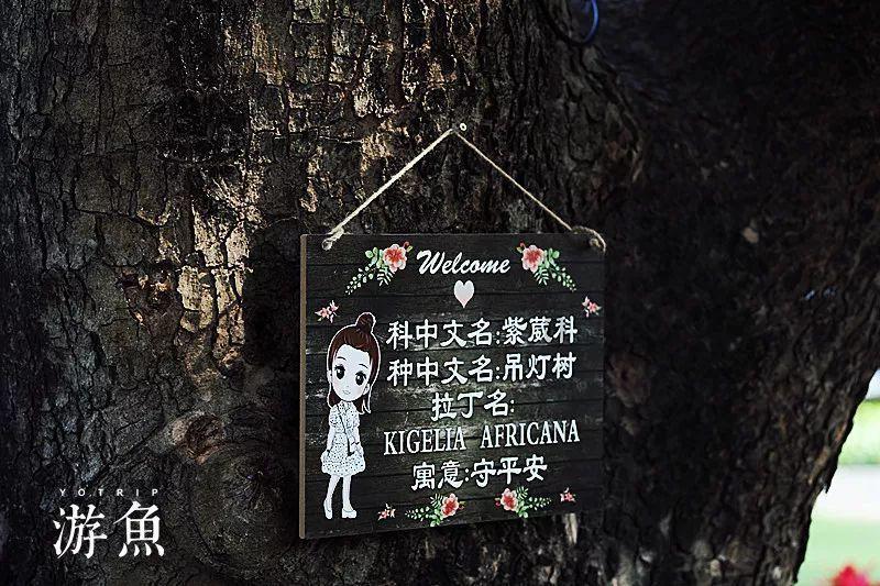 逃离野猫森林